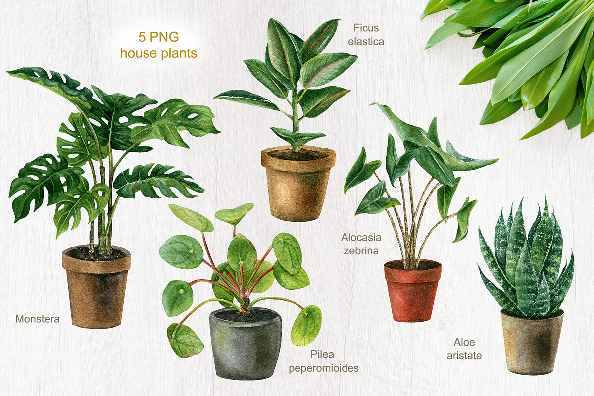 Gardening&planting watercolor set, an Illustration by Nastilustra (Photo 4 of 7)