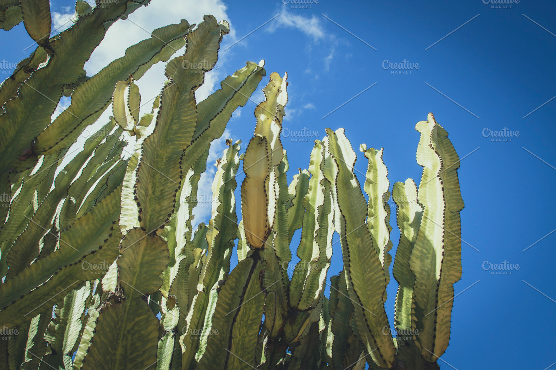 Long Cactuscacti