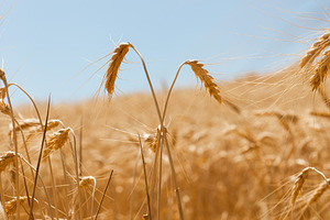 Close-up of golden wheat ears swaying in a ripe summer field und, a Nature Photo by Ales Munt