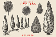 Hand drawn sketches of cypress tree, a Decorative Illustration by CGterminal (Thumbnail 1 of 7)