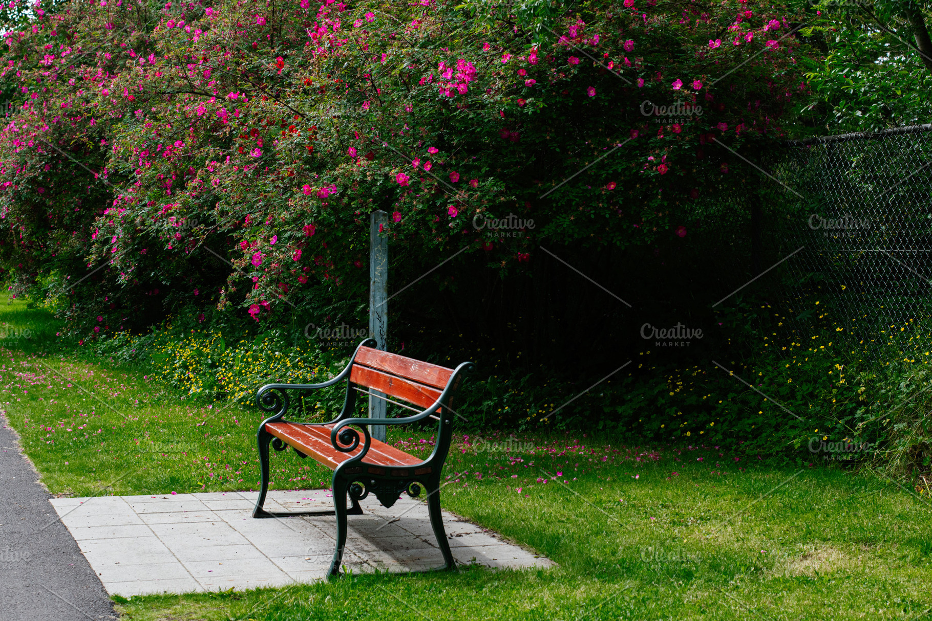 Wooden bench near blooming flowers in Reykjavik, Iceland on a sunny day, a Photo by AS photostudio