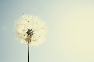 Simple dandelion stock photo containing simple and basic
