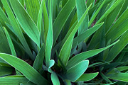 Green Natural Leaves Texture, a Photo by VetalStock (Thumbnail 6 of 8)