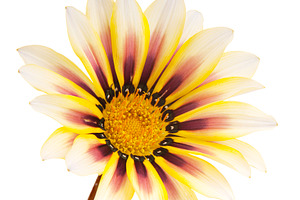 Flower Isolated, a Nature Photo by THP Creative