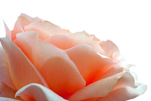 Beauty rose, a Photo by saiko3p