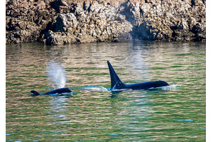 Two orca whales swimming in the, an Animal Photo by Backyard Stock