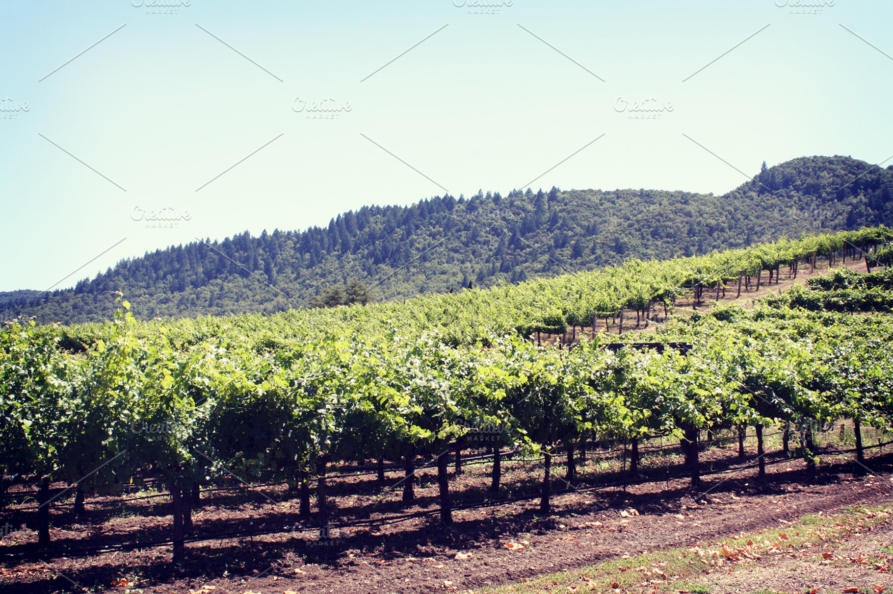 Vineyard Hills Napa Valley