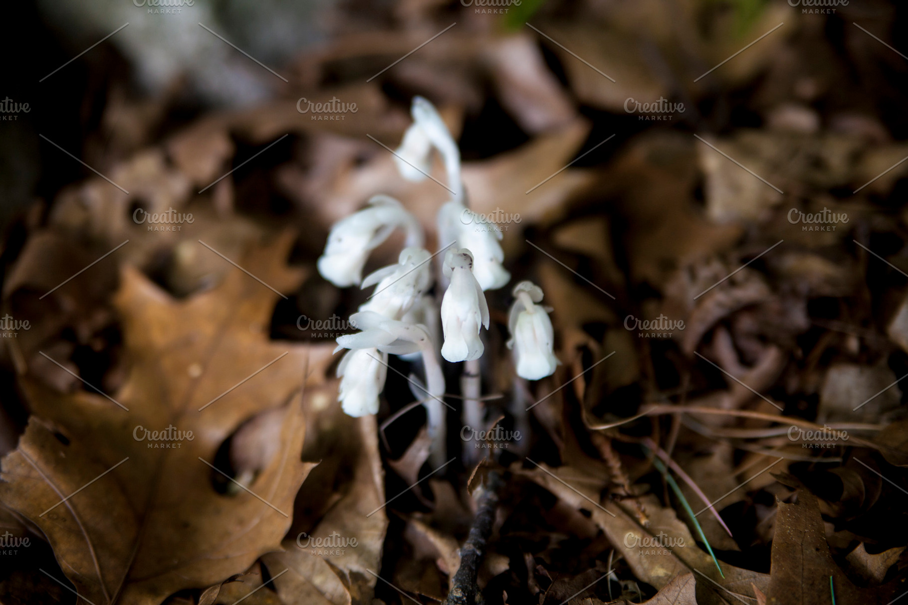 Indian pipe Ghost pipe closeup, a Nature Photo by Nefrith