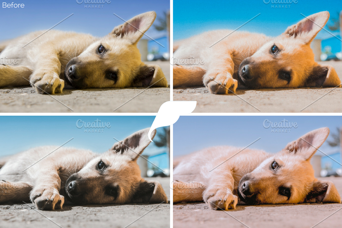 50+ Pet Lightroom Presets Vol. I preview 4