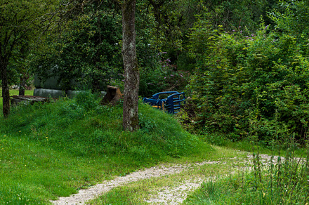 road in the forest. green mixed forest. Alps