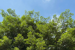 Green leaves with blue sky, a Nature Photo by ArtBackground