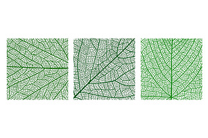 Tree leaf veins vector textures, a Texture Illustration by Vector Tradition