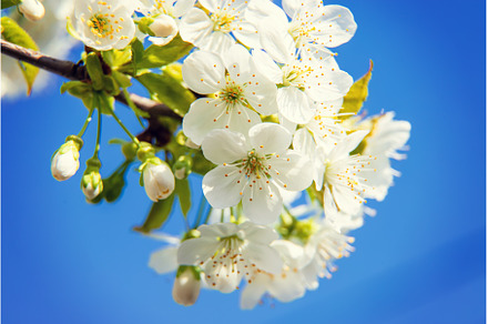Flowering tree branches in spring, a Nature Photo by yanadjana
