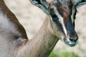 Young Gazelle with Horns, an Animal Photo by cassini_photography