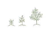 Tree Growth Stages, an Object Illustration by Ilia Design (Thumbnail 3 of 6)