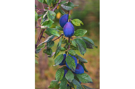 Ripe plums in the garden. Selective, a Food & Drink Photo by yanadjana