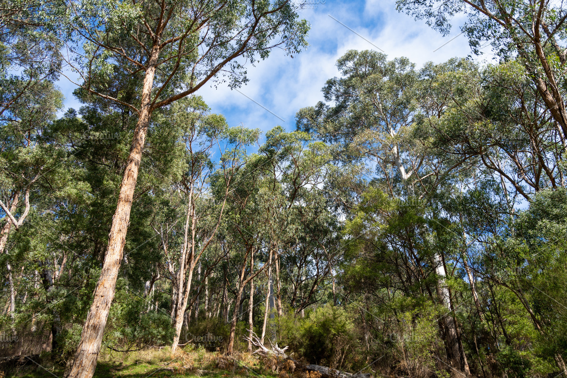 Eucalyptus trees in Kennett River, Great Ocean Road, Australia, a Nature Photo by GoodGoods