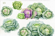 Cabbage. Watercolor clipart PNG., an Illustration by Mary (Thumbnail 2 of 2)