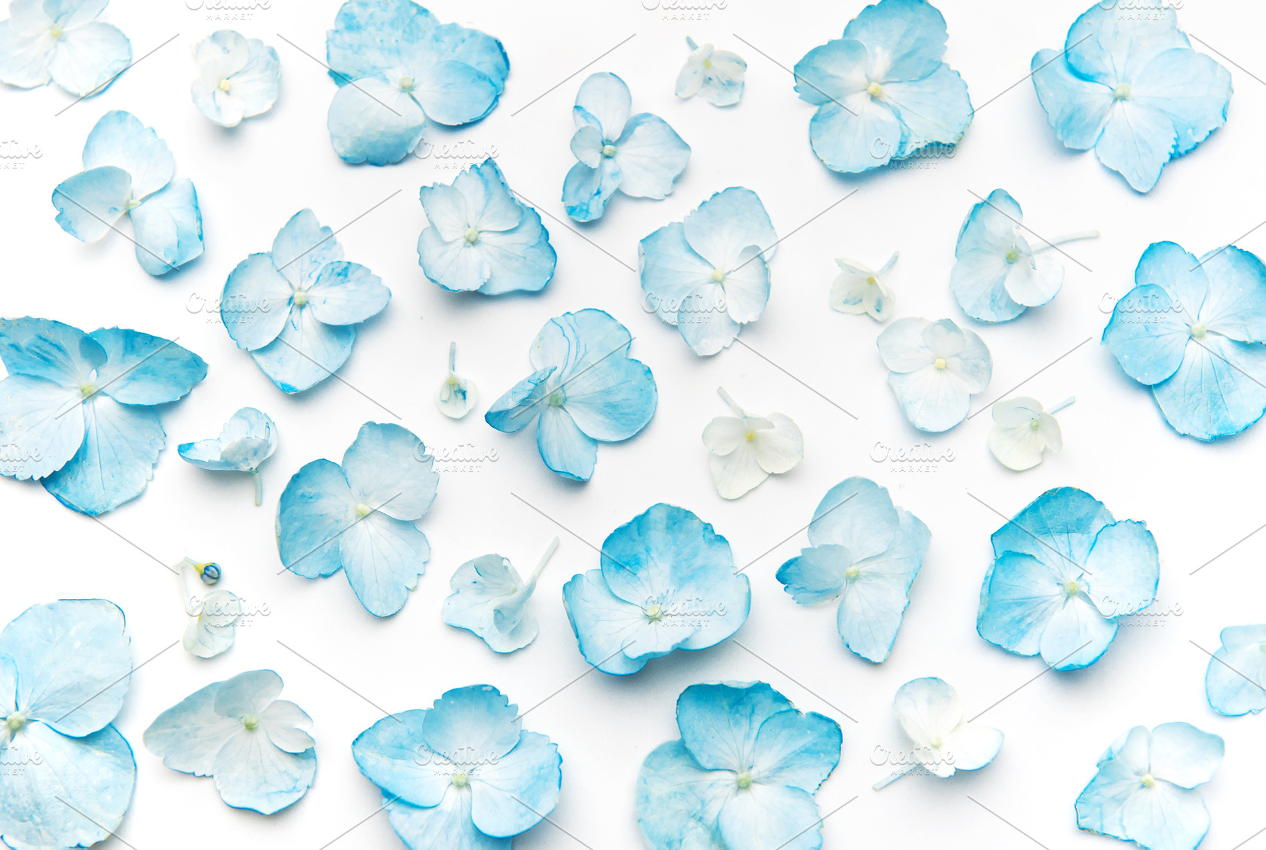 Blue hydrangea petals scatter on white background, a Background Photo by Olena Rudo