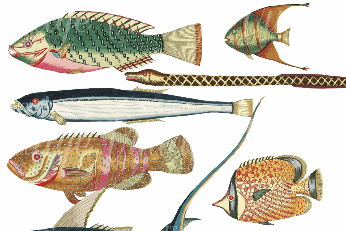 Beautiful Fantasy Fish Set 3, a Graphic by Digital Vintage (Photo 2 of 2)