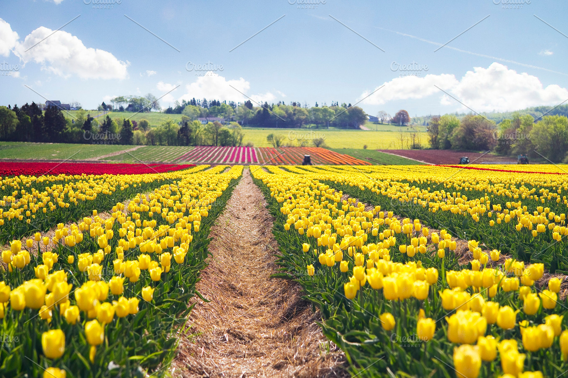 Tulip field, a Nature Photo by Ashe Green Design