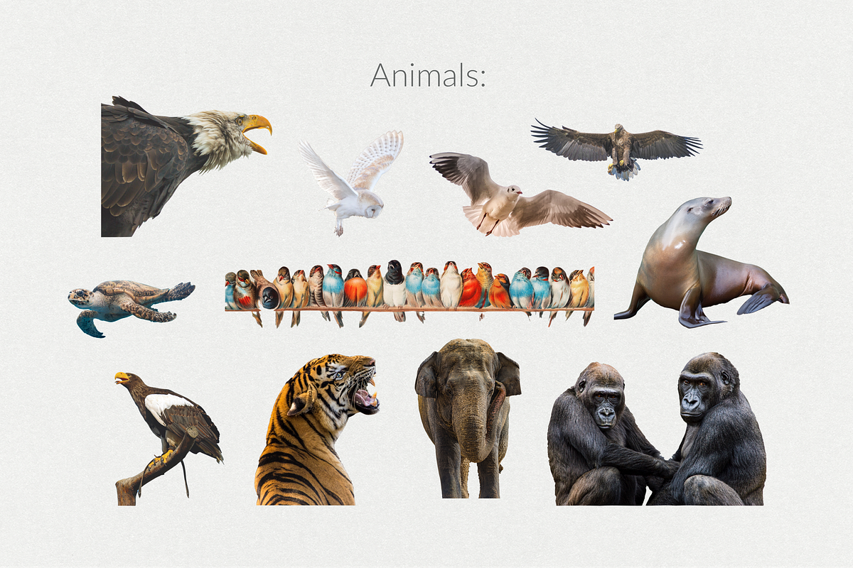 250+ Elements - Collage Creator Pack, an Object Graphic by Digi Life (Photo 12 of 32)