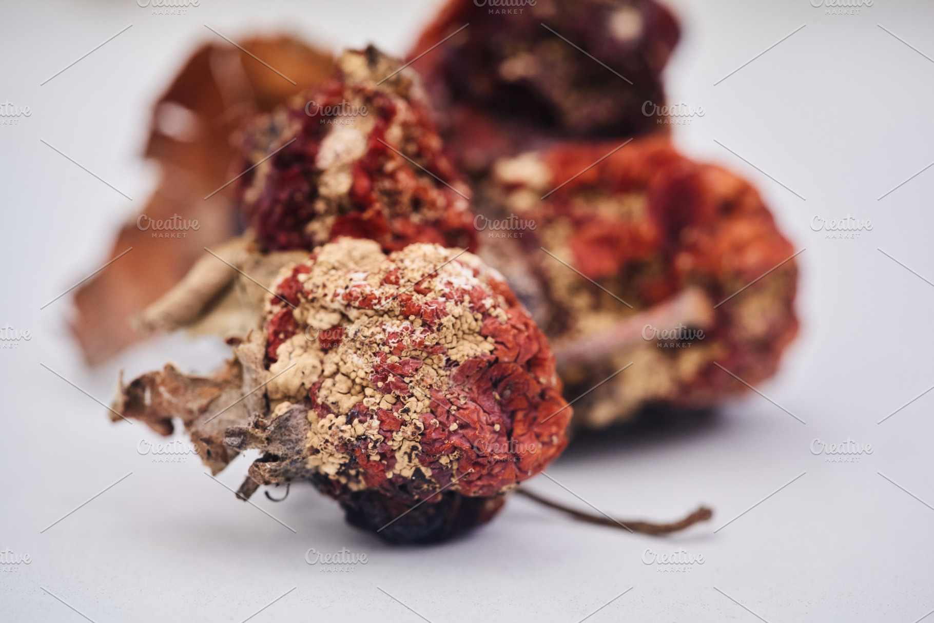 Moldy rotten wild apple extreme macro photo isolated on white surface. Close-up, a Nature Photo by Rohan Photography