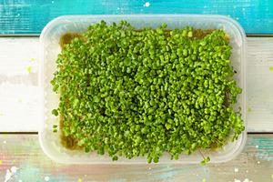 Close up of fresh green broccoli microgreen plant with many bright sprout. Heal, a Food & Drink Photo by Eugene_Photo