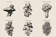 35 Mushrooms & Fungi–Engraved Vector, an Object Graphic by Gonez Studio (Thumbnail 6 of 13)
