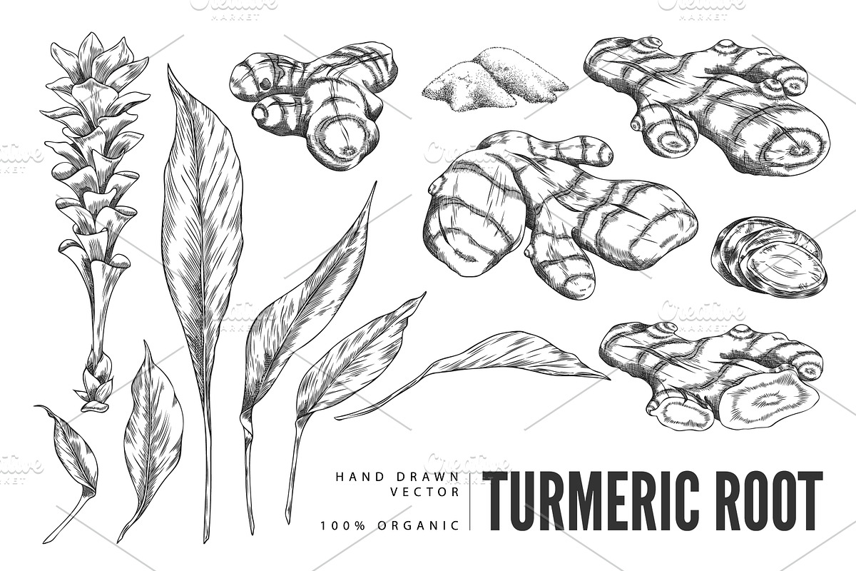 Turmeric plant flower and root, an Object Illustration by Sabelskaya