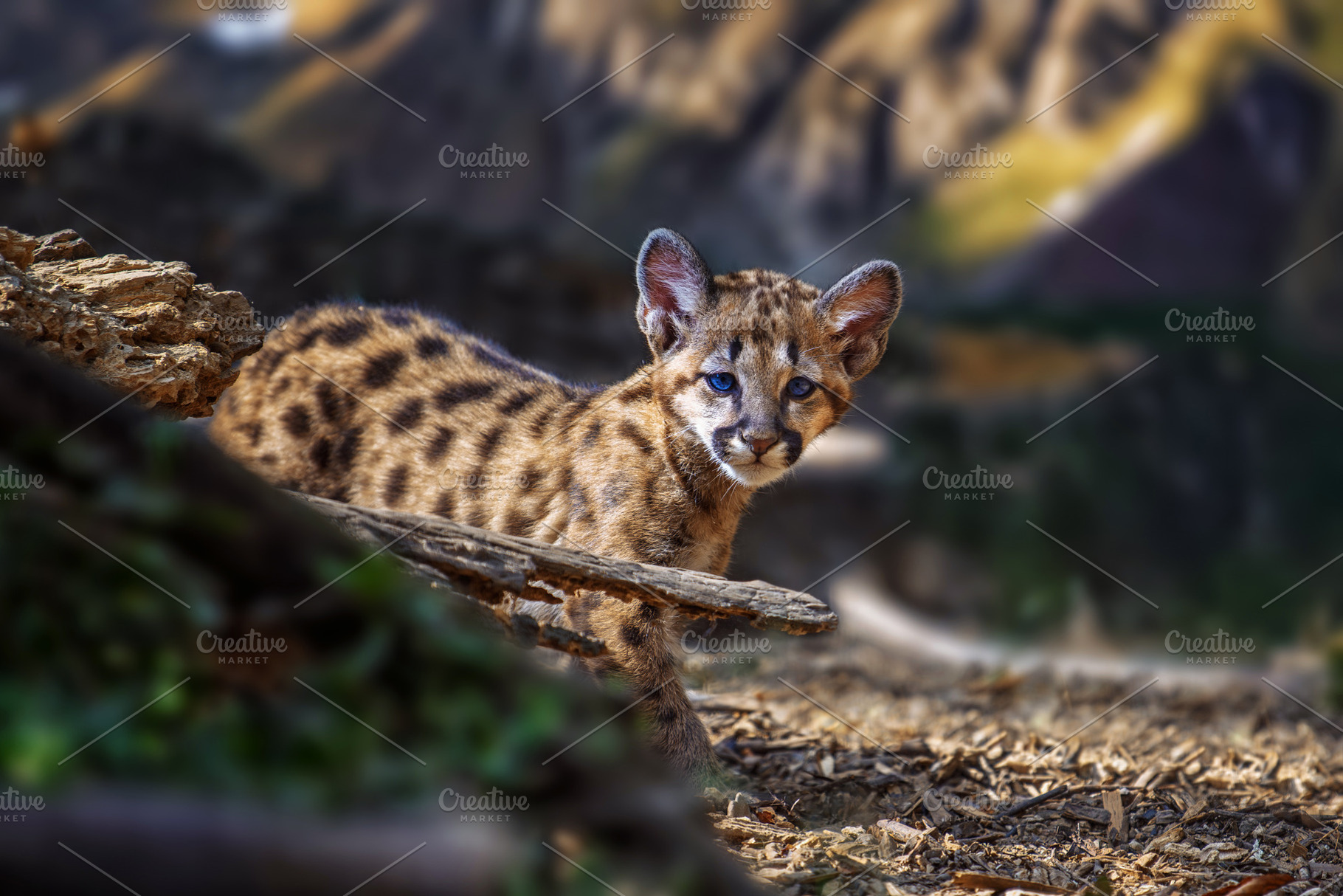 Portrait baby cougar, mountain lion or puma in nature. Animal in, a Photo by Byrdyak