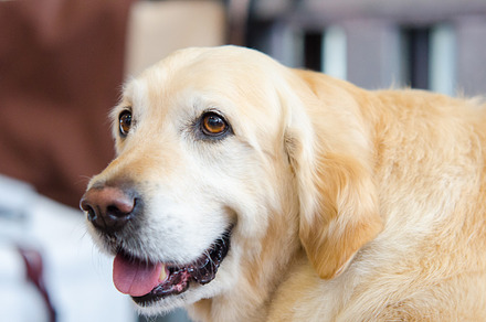 Golden retriever featuring adorable, animal, and beatiful, an Animal Photo by Fotoeventis
