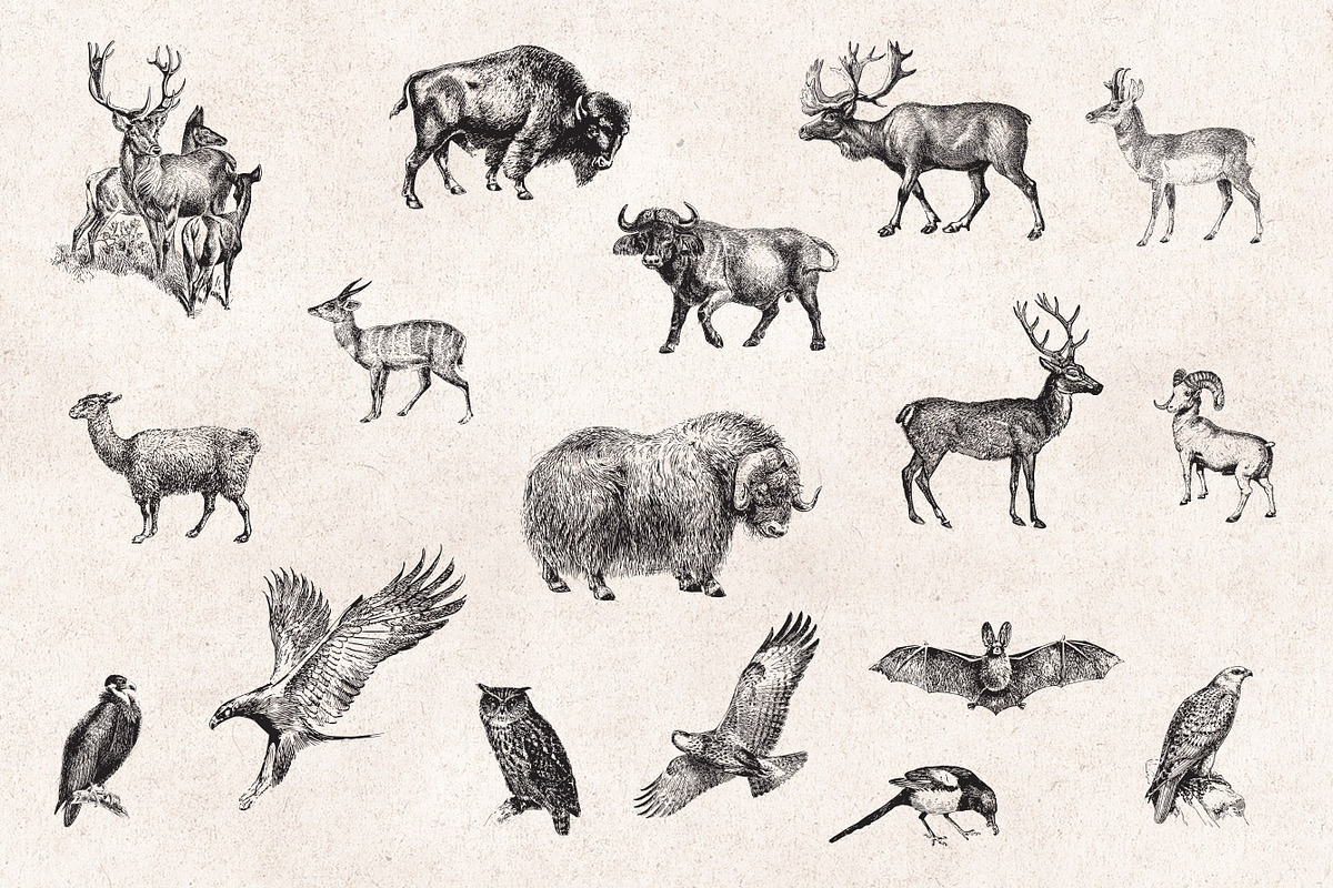 Wild Animals Engravings, an Object Graphic by Graphic Goods (Photo 7 of 9)