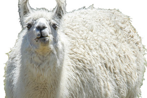 White alpaca standing in meadow