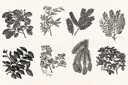 Leaves & Twigs Vintage Illustrations, an Illustration by Graphic Goods (Thumbnail 7 of 10)