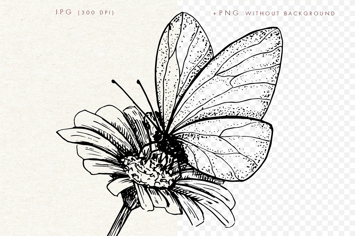 Butterfly. Hand-drawn sketch., an Illustration by Canatic (Photo 2 of 6)