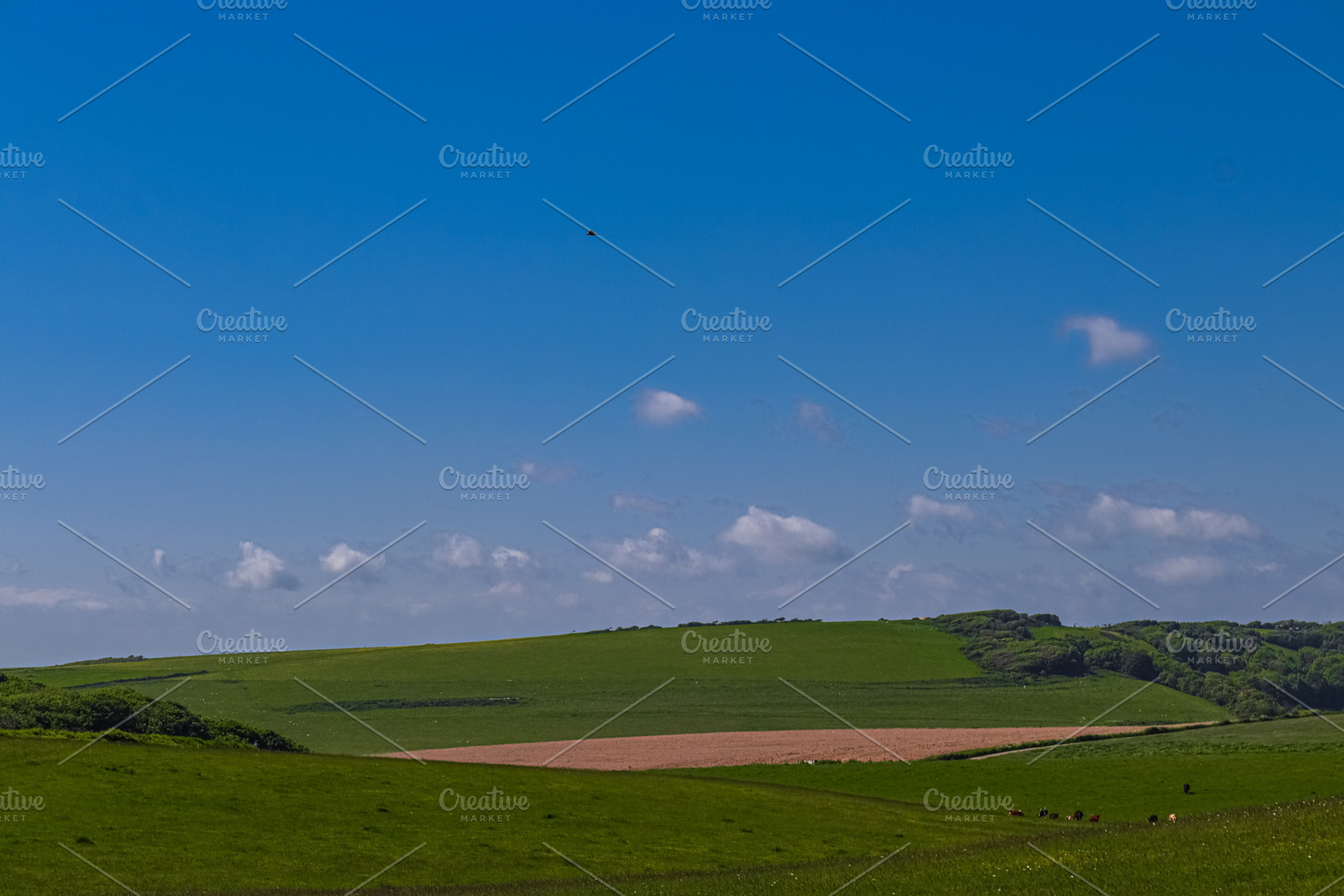 Undulating green hills and fields under a bright blue sky, vast rural landscape, a Photo by Studio ANNA