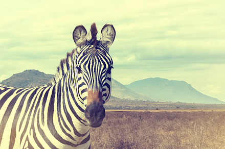 Zebra containing africa, nature, and zebra, an Animal Photo by Byrdyak