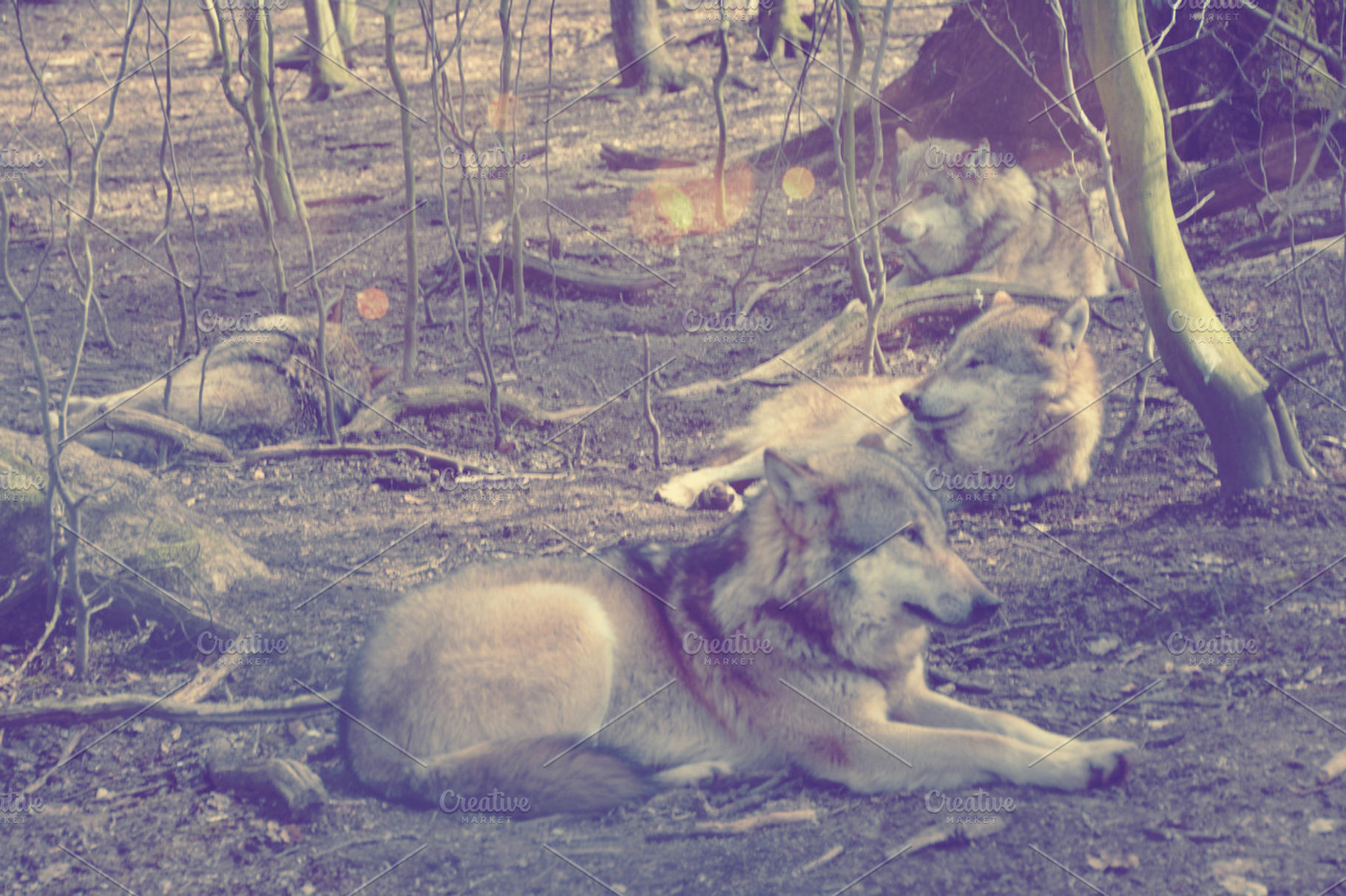 Pack of wolves take a break, an Animal Photo by Beavergraphy