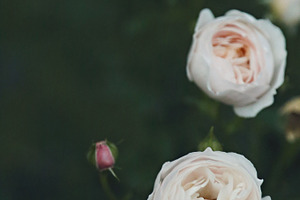 Soft White Rose Blooms