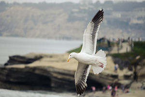 Seagull in flight containing california, coast, and beach