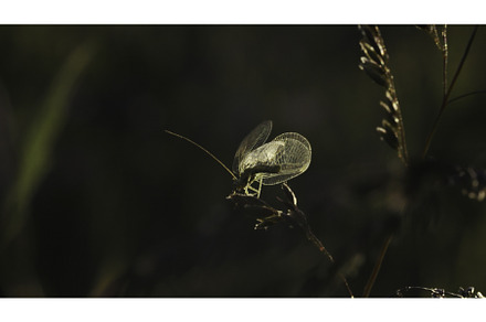 Dragonfly sits on edge of grass, a Nature Photo by Media Whale Stock