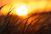 Cropfield sunset Bundle, a Nature Photo by Photo shack (Thumbnail 4 of 6)