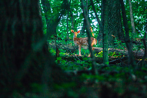 Flora and fauna featuring nature, natural, and forest