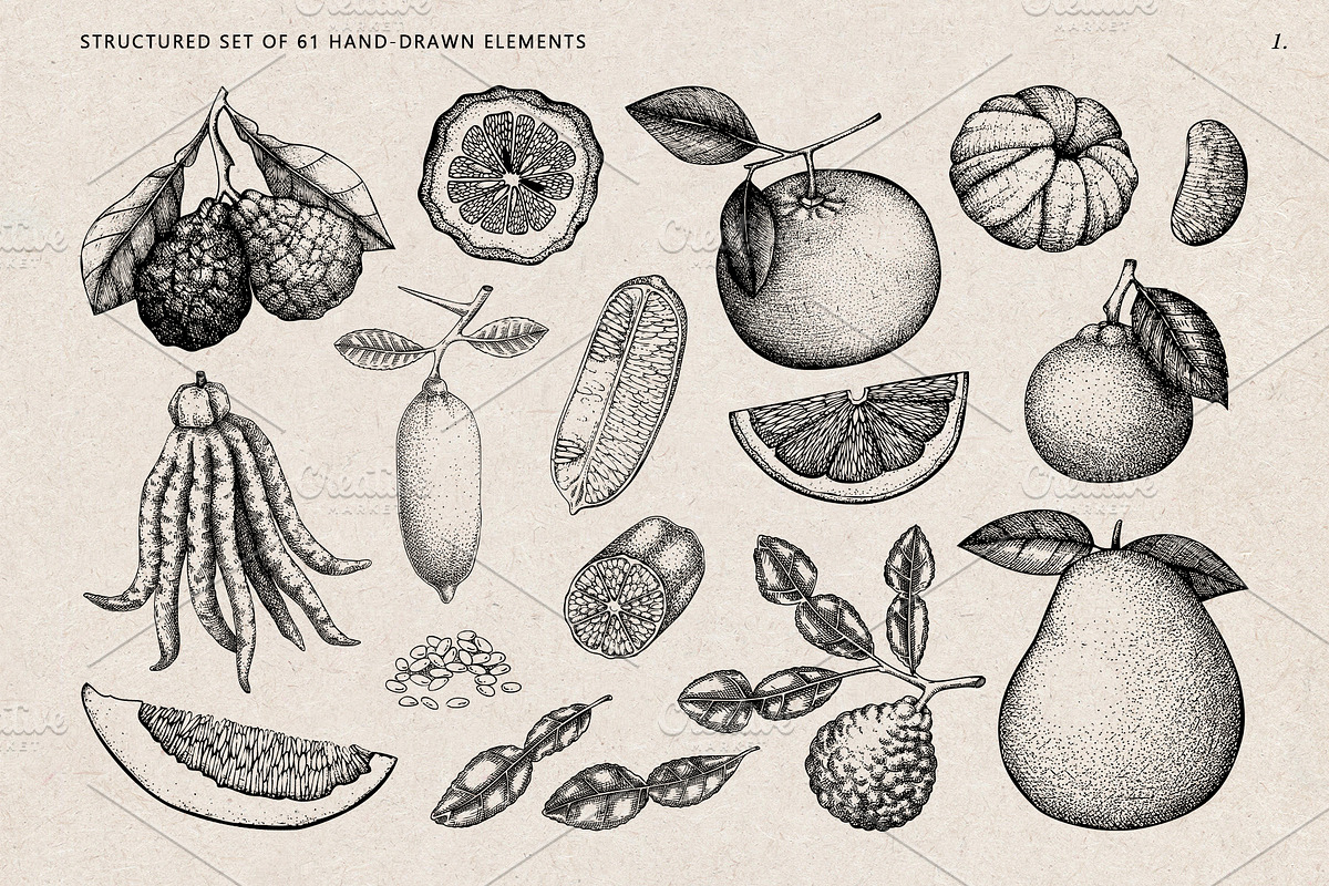 Citrus Fruit Vector Illustration Set, a Food Illustration by Yevheniia (Photo 2 of 11)