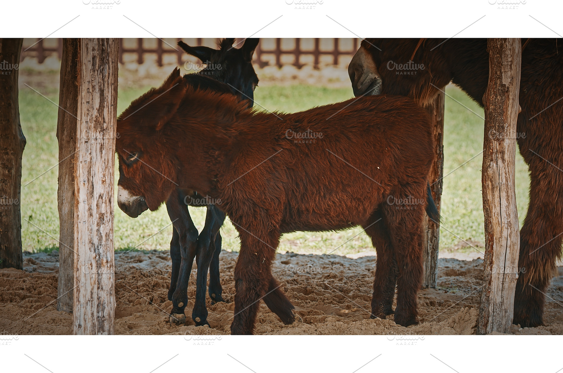 Young Baudet du Poitou donkey, an Animal Photo by Our Amazing World