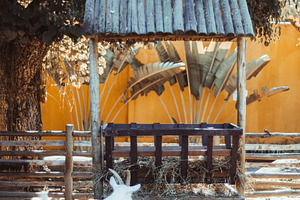 Goat at rustic feeder, an Animal Photo by SkyNext