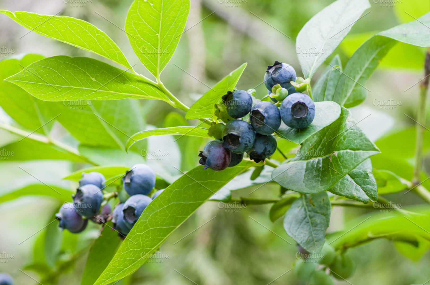 Blueberry fruit on the bush featuring agriculture, berries, and food, a Food & Drink Photo by Zigzag Mountain Art