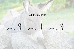 Donkey Script Font