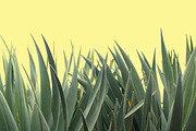 Candy Pop Plants Stock Photos, a Nature Photo by Dee Andreoli Photography (Thumbnail 5 of 5)
